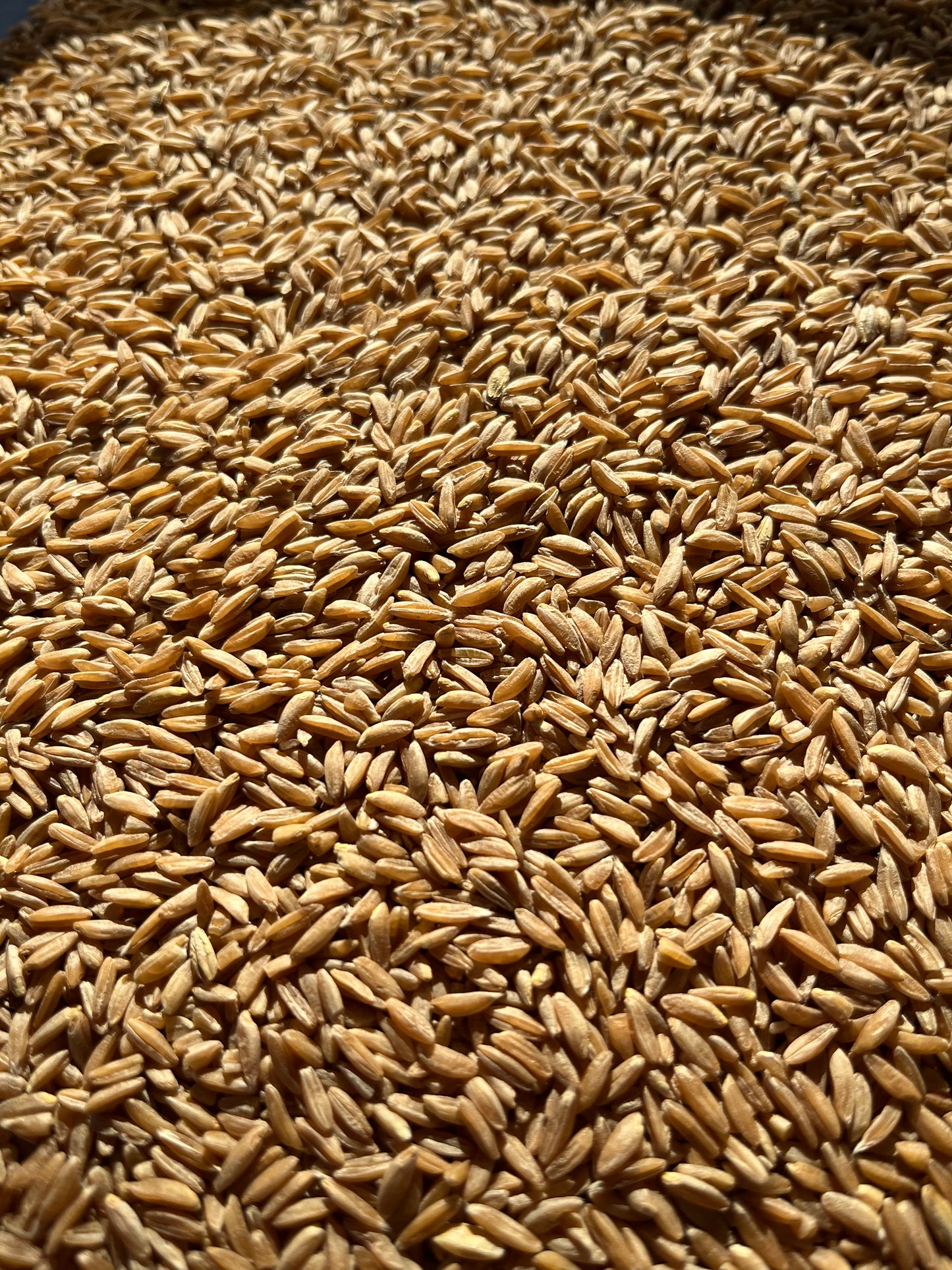 1kg Whole Emmer Flour